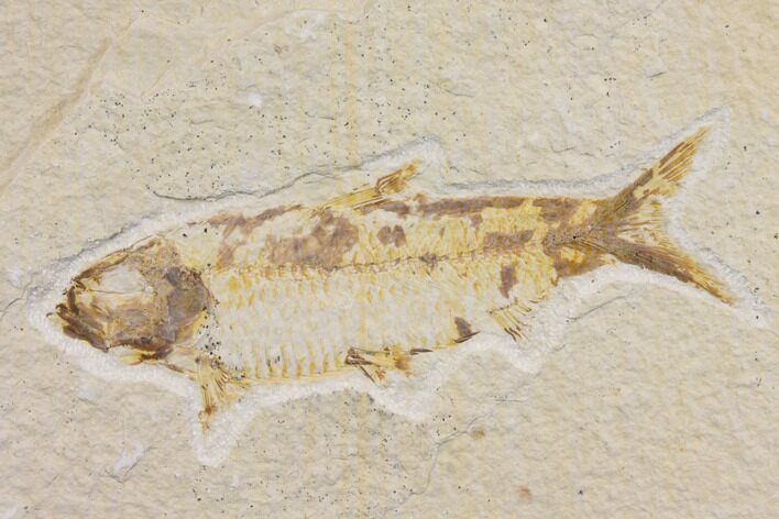 Bargain Fossil Fish (Knightia) - Wyoming #150582